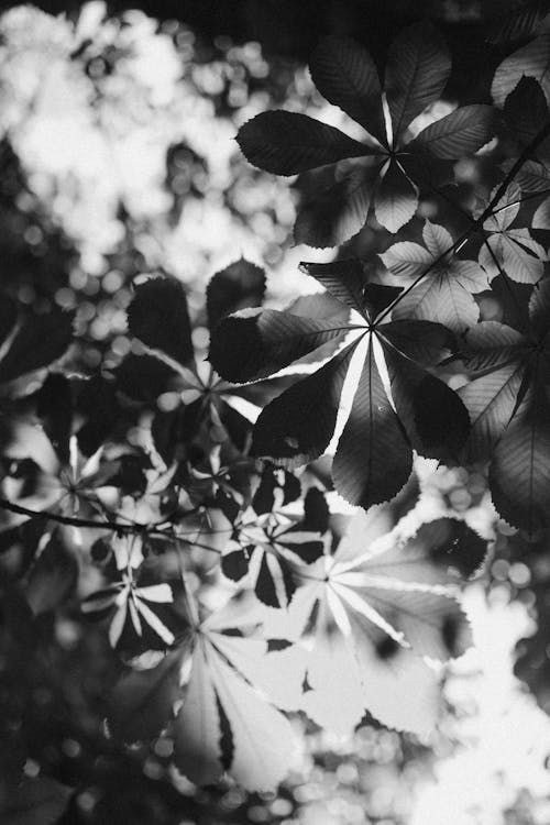 Foto stok gratis Daun-daun, grayscale, hitam & putih
