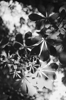Black and white photograph of leaves with dramatic lighting and shadows.