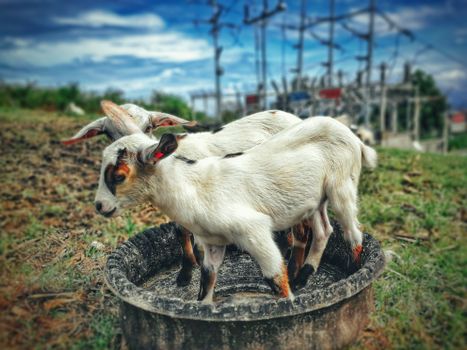 Charming goats standing together in an outdoor pasture, enjoying a sunny day.