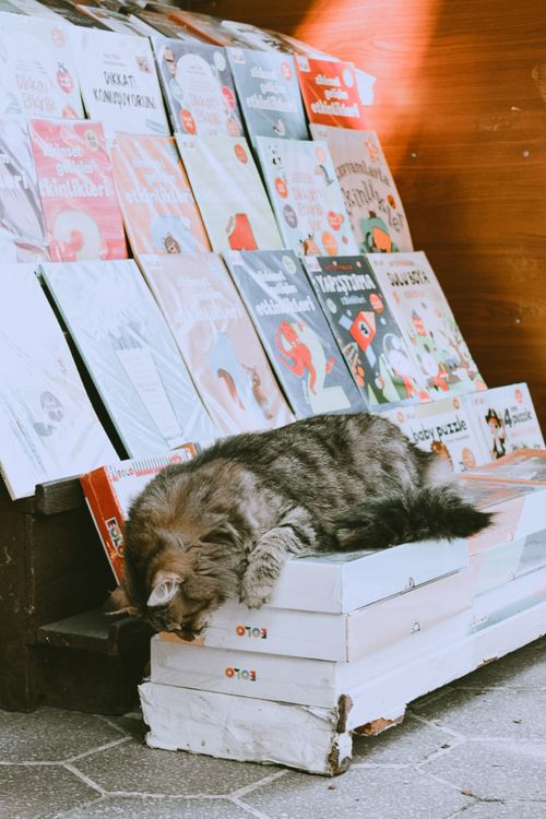 Free Domestic cat sleeping atop stacks of books at an outdoor market display. Stock Photo