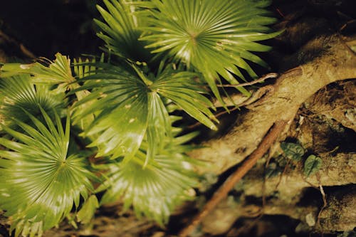 Lush Green Foliage