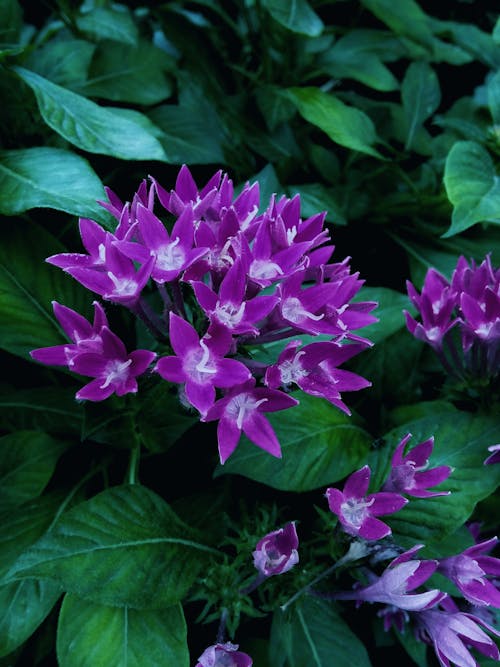 Free stock photo of beautiful flower, beautiful flowers, beautiful nature