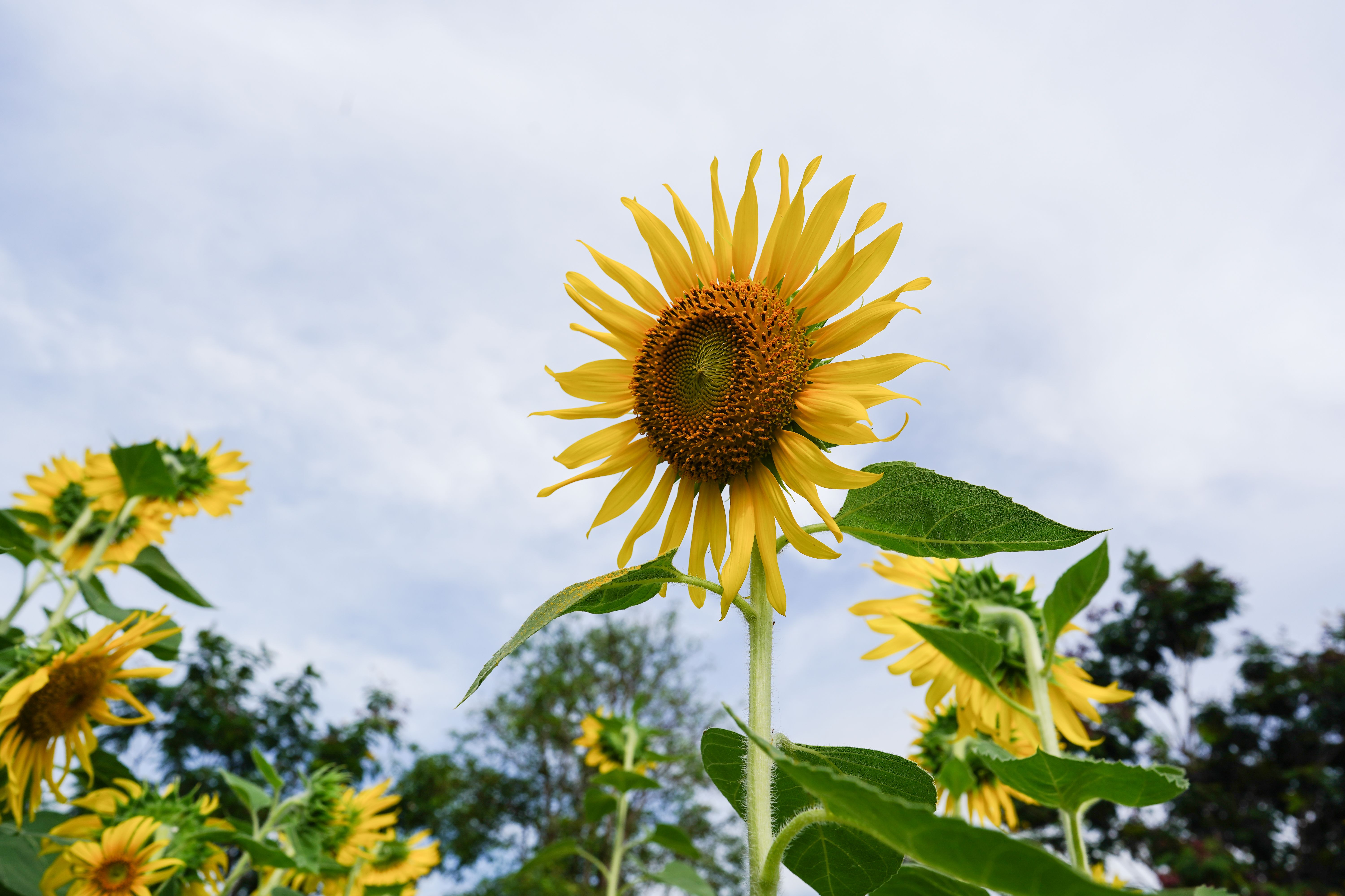 Low-Angle Shot of a Sunflower Under White Clouds · Free Stock Photo