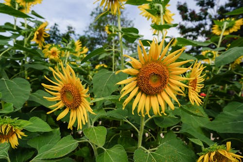 Close-Up Photo of Sunflowers in a Sunflower Field