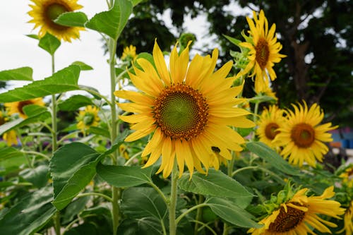 Ilmainen kuvapankkikuva tunnisteilla auringonkukat, auringonkukkaketo, helianthus