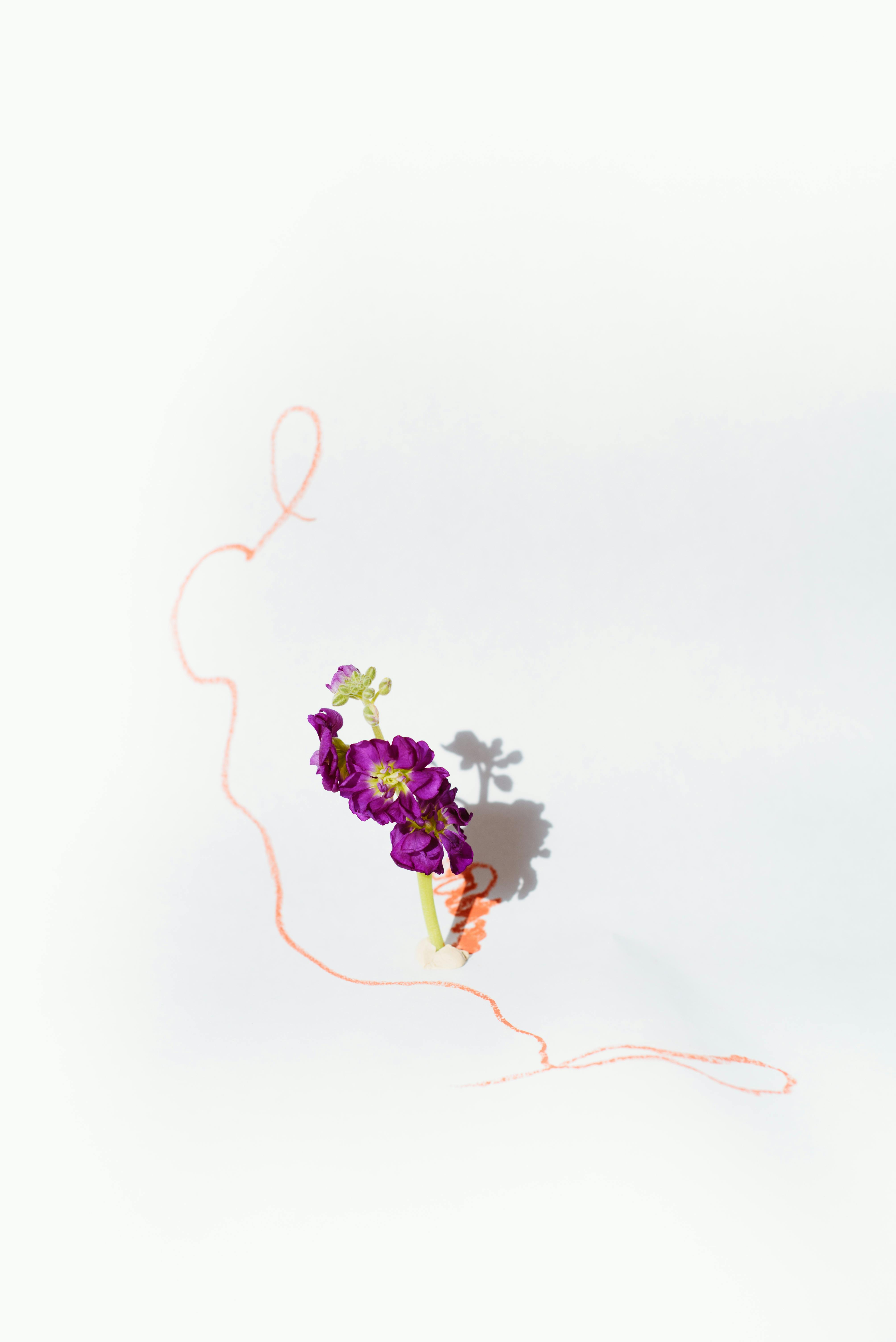 Purple flower with shadow and twine on a white backdrop, minimalist style.