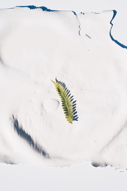A single green fern leaf lying on a smooth, white snowy surface, captured from above.