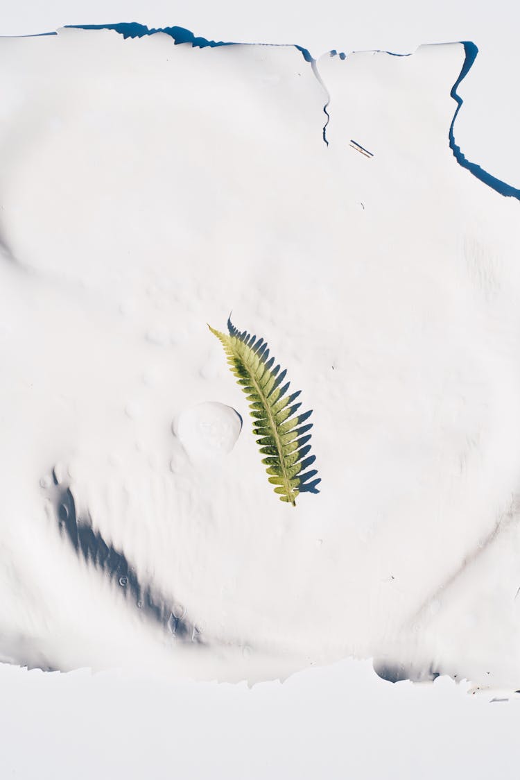 Green And Yellow Caterpillar On White Snow