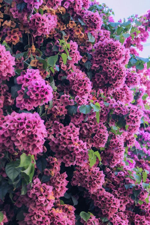 Clusters Of Blooming Lilac Flowers 