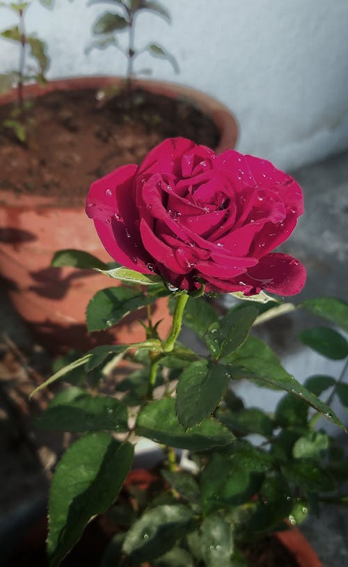 Free stock photo of beautiful, beautiful rose, black roses
