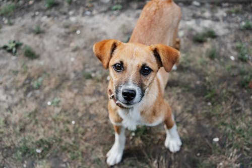  Brown Dog Looking at Camera