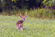 Brown Deer on Green Grass Field