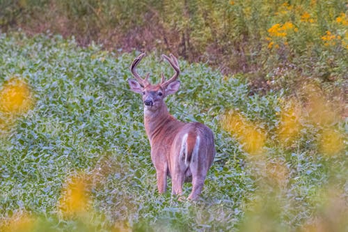Photograph of a White-Tailed Deer on Green Leaves