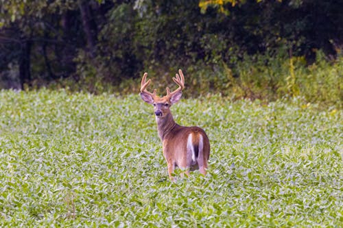 Photograph of a Brown Deer on Green Leaves