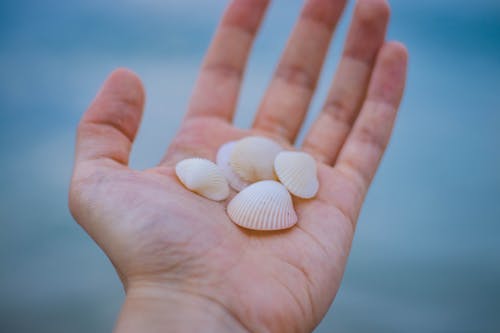 Conchas Do Mar Na Mão De Uma Pessoa