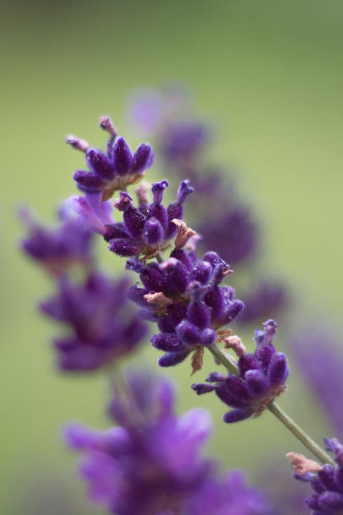 Foto stok gratis bunga, lavender (bunga), minimalis