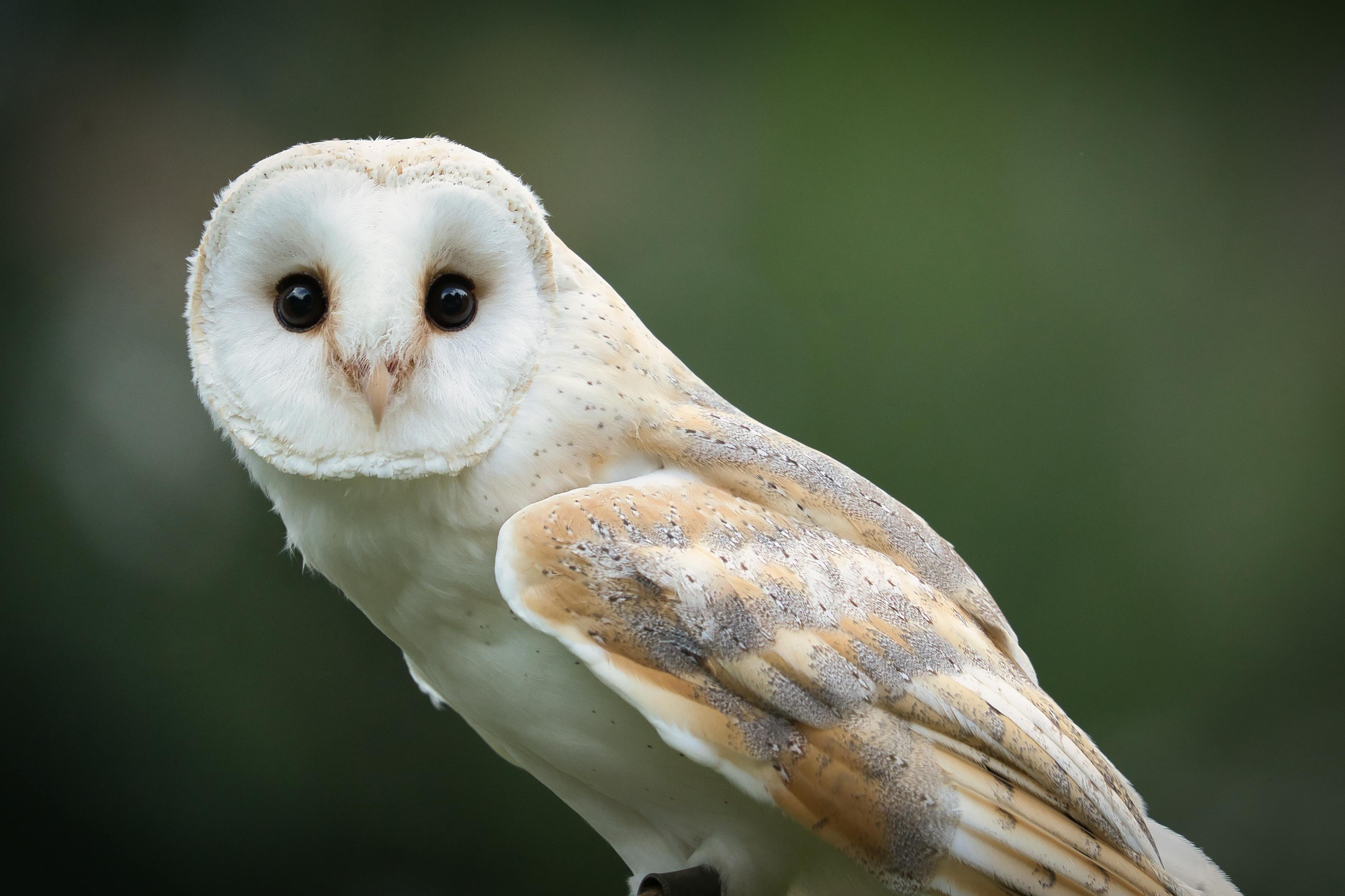 Barn Owl Wallpaper 63 images