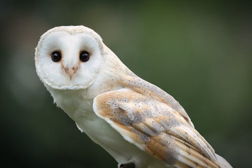 White and Brown Owl in Close Up Photography