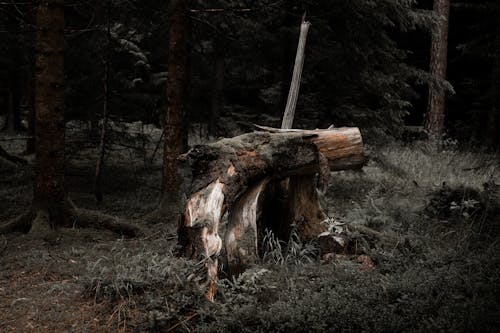Photo Of A Stump From A Broken Tree