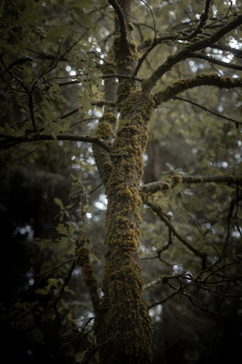 Fotobanka s bezplatnými fotkami na tému mach, machovitý, strom
