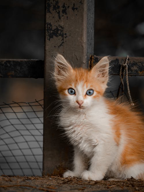 Close Up Photo of an Orange and White Kitten 