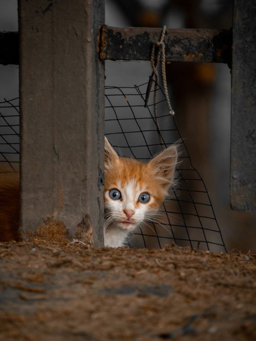 Free Adorable ginger kitten peering through wire, showcasing curiosity and innocence. Stock Photo