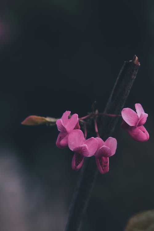 Purple Orchids in Close Up Photography