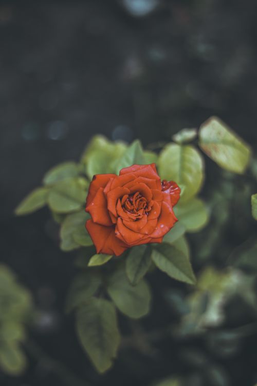 Free Close-up of a vibrant red rose with lush green leaves, perfect for nature and floral themes. Stock Photo