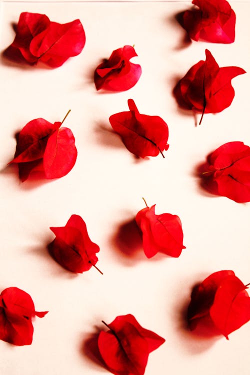 Gratis Bunga Petaled Merah Foto Stok
