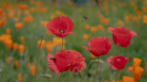 Foto stok gratis bidang, bunga poppy, bunga-bunga