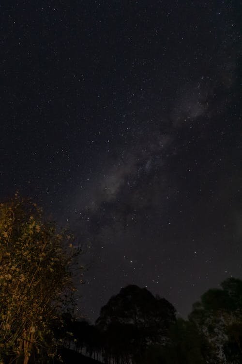 Fotos de stock gratuitas de arboles, astronomía, campo de estrellas