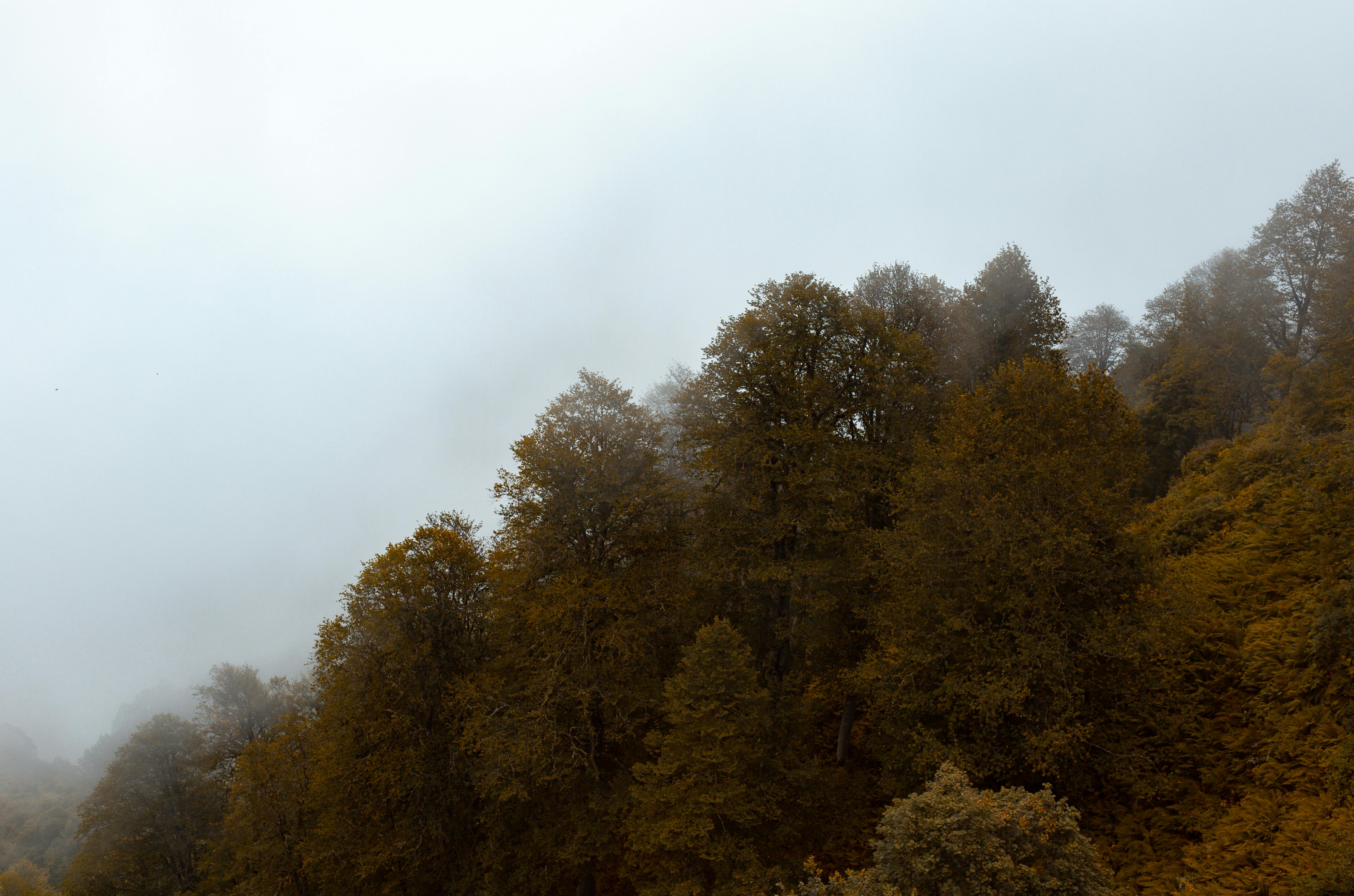 Serene view of an autumn forest shrouded in fog under an overcast sky, capturing nature's tranquility.