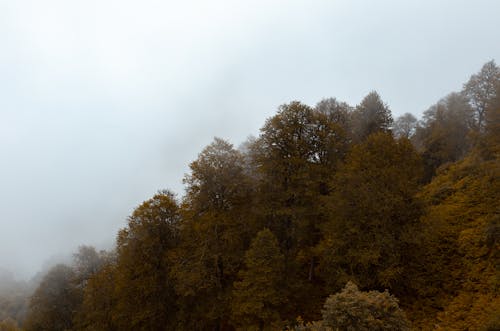 View of a Forest in Autumn