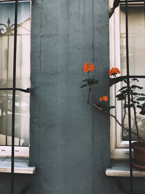 Gratuit Imagine de stoc gratuită din exterior, ferestre, flori portocalii Fotografie de stoc