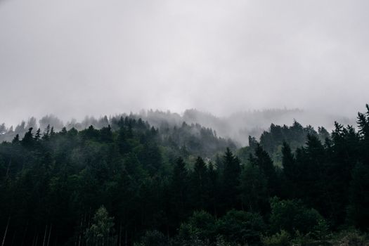 Fog envelops a dense Swiss forest, creating a mystical atmosphere.