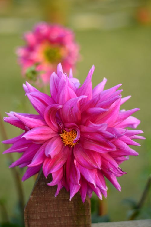 Pink Flower in Close Up Photography