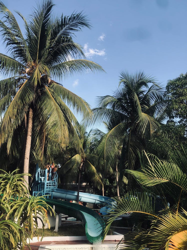 Palm Trees Near Slides