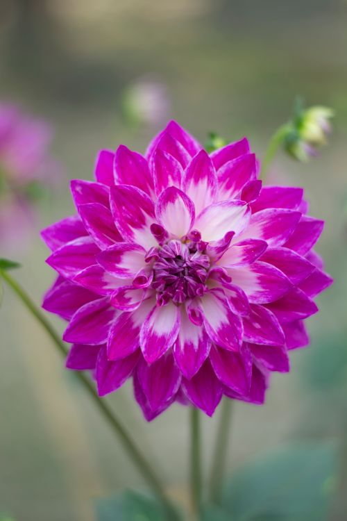 Free Stunning close-up photograph of a vibrant pink dahlia in full bloom, capturing intricate petal details. Stock Photo