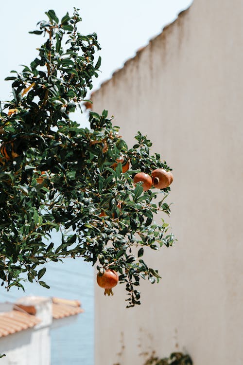 Unripe Pomegranate Fruits on Tree