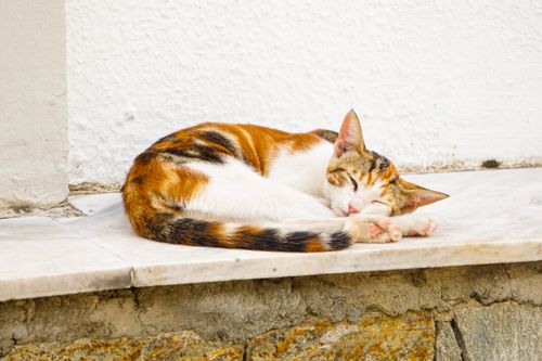Free A beautiful calico cat sleeping comfortably on a white marble surface in a serene outdoor setting. Stock Photo