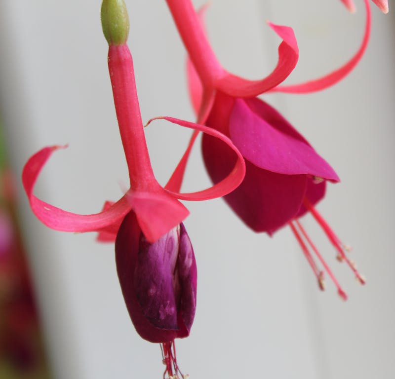 Dwarka Krishna Temple