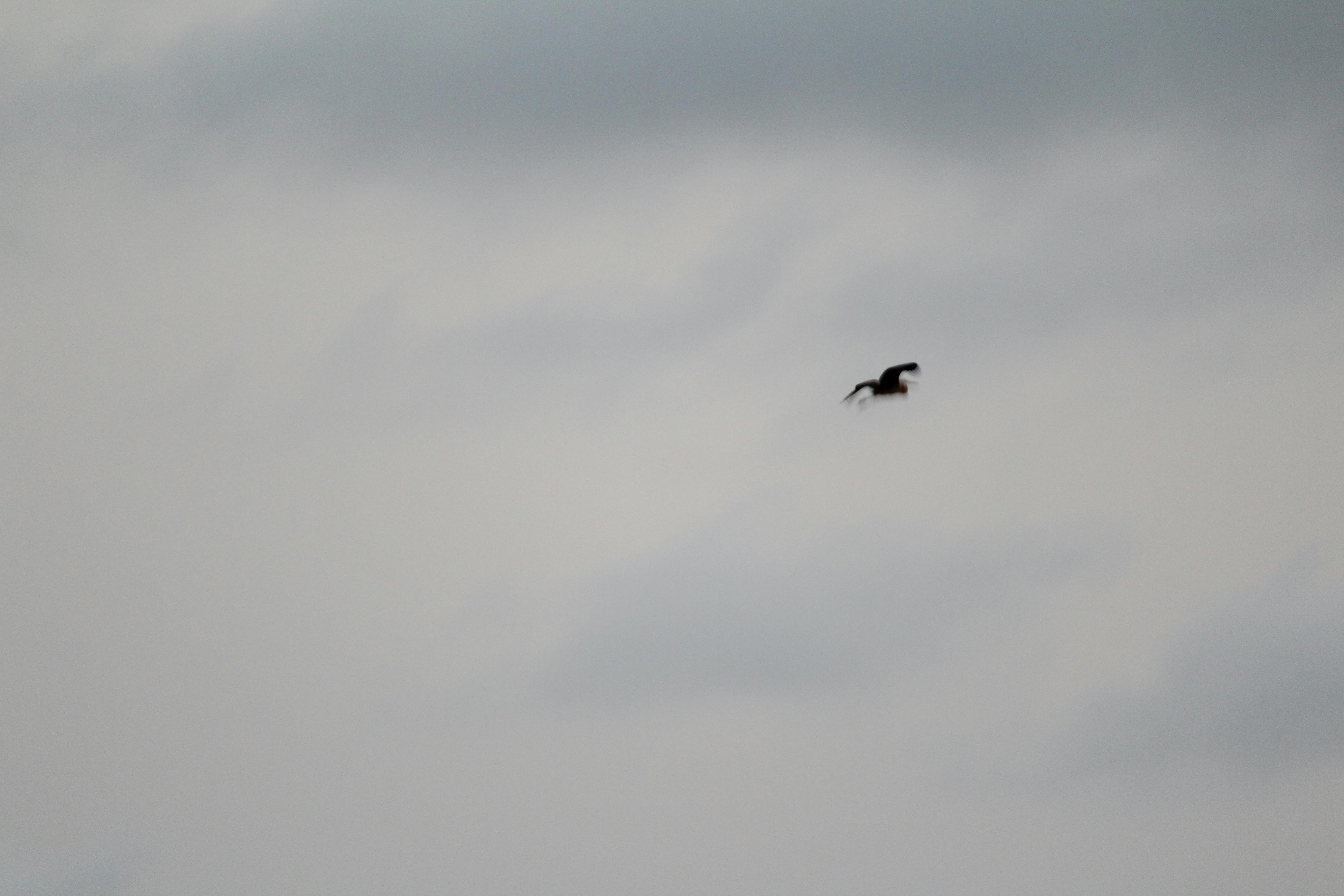 Free stock photo of Hawk flying in the distance