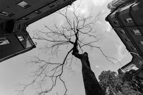 Безкоштовне стокове фото на тему «відтінки сірого, дерево, жаб’яча перспектива»