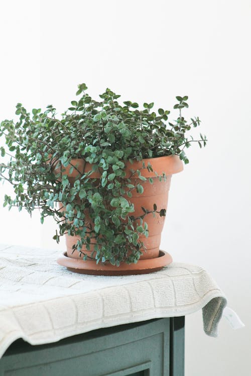 Green Ivy in a Pot