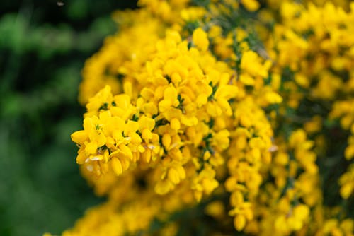 Immagine gratuita di bellezza della natura, bellissimo, fiori gialli