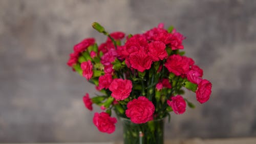 Close-up of Carnations in a Flower Vase