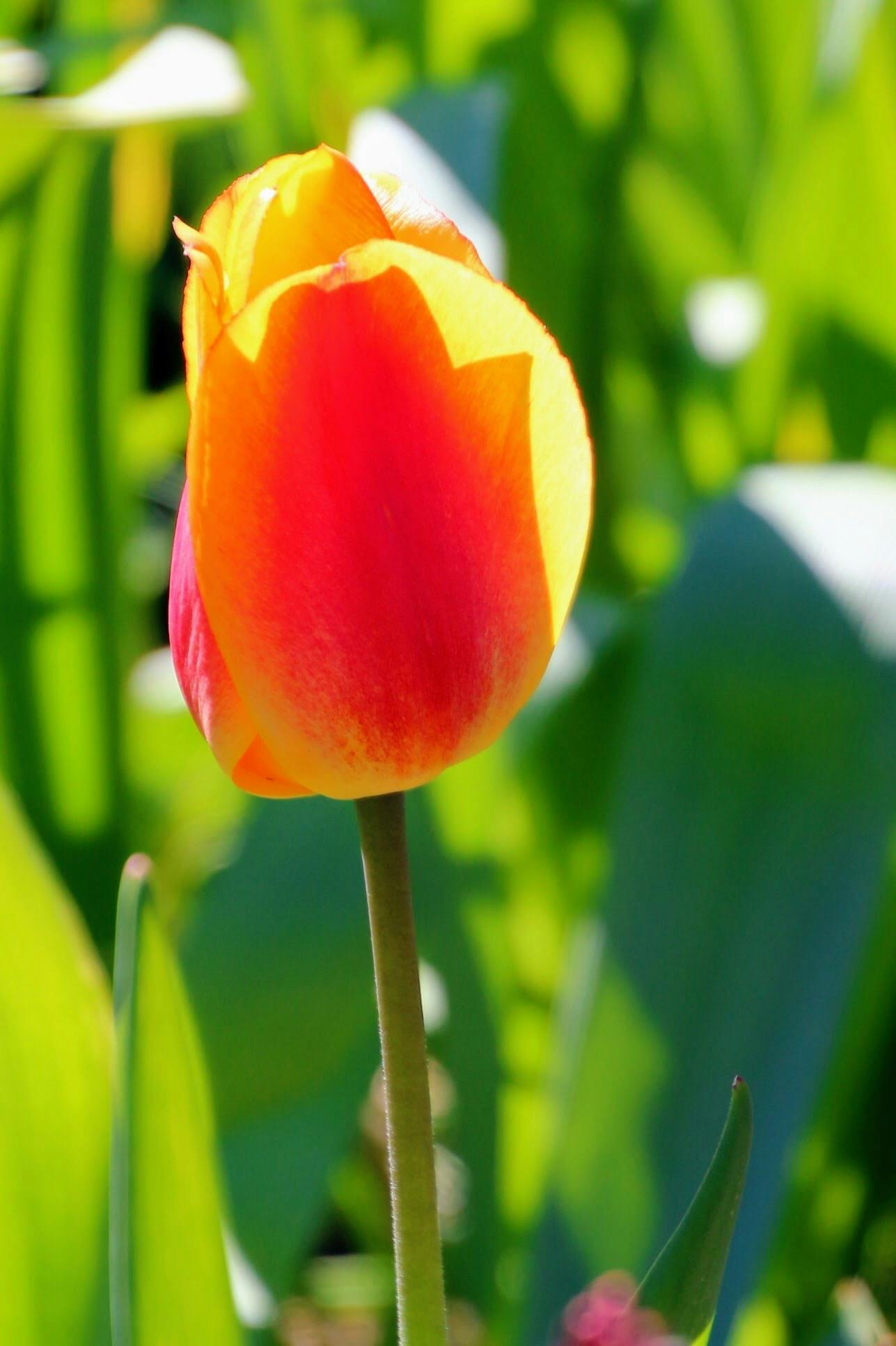 Free stock photo of beautiful flowers, minimalism, tulip