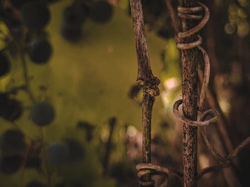 Безкоштовне стокове фото на тему «вересень, виноград, виноградарство»