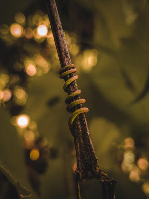 Free Gold Steel Tube in Bokeh Photography Stock Photo