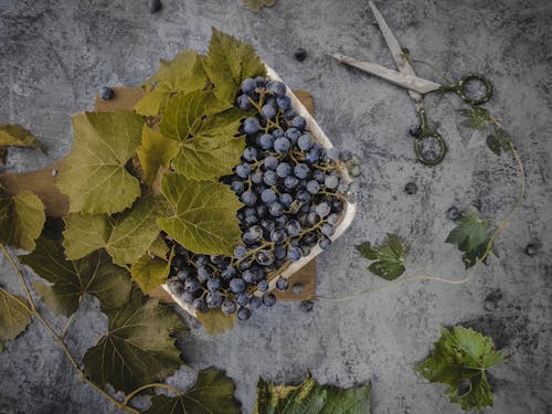 Grapes and Grapevines on a Bowl